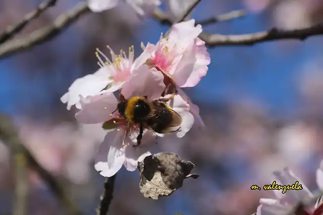 06, abeja libando, marca 2