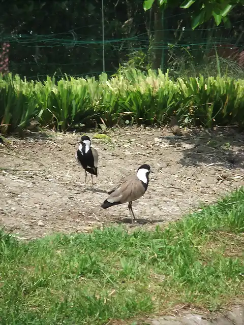 CANTABRIA (cabarceno y zoo de santillana) 623