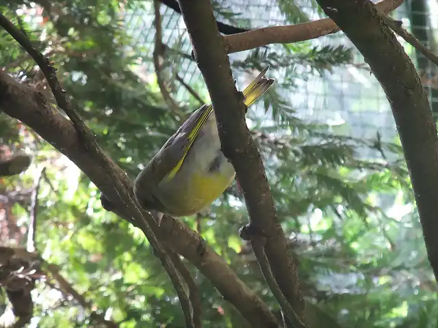 CANTABRIA (cabarceno y zoo de santillana) 631