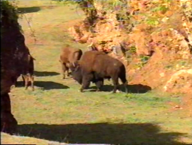 26-European and American bison 26-European and American bison