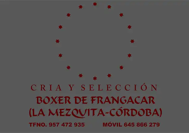 Boxer de Frangacar