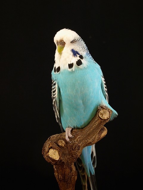 Normal Azul Cielo