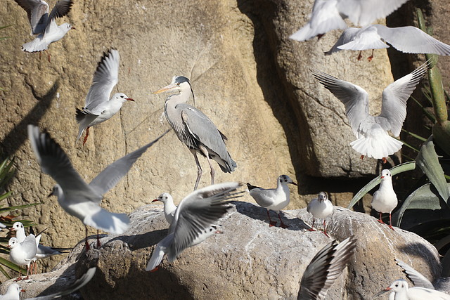 Zoo Barcelona 21-01-12 258