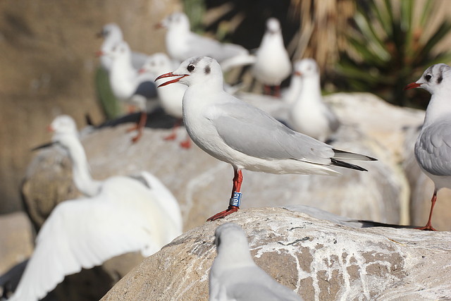 Zoo Barcelona 21-01-12 269