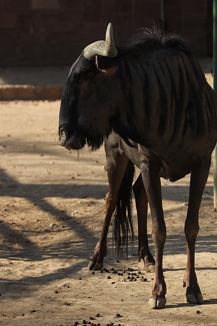 Zoo Barcelona 21-01-12 620 Zoo Barcelona 21-01-12 620