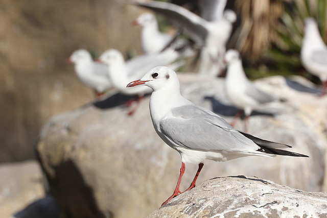 Zoo Barcelona 21-01-12 295
