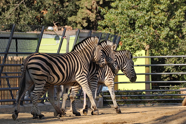 Zoo Barcelona 21-01-12 661 Zoo Barcelona 21-01-12 661