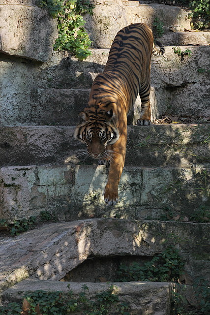 Zoo Barcelona 21-01-12 950 Zoo Barcelona 21-01-12 950