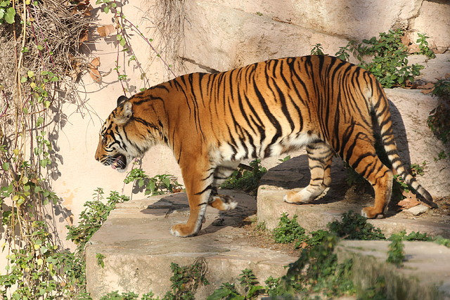 Zoo Barcelona 21-01-12 963 Zoo Barcelona 21-01-12 963