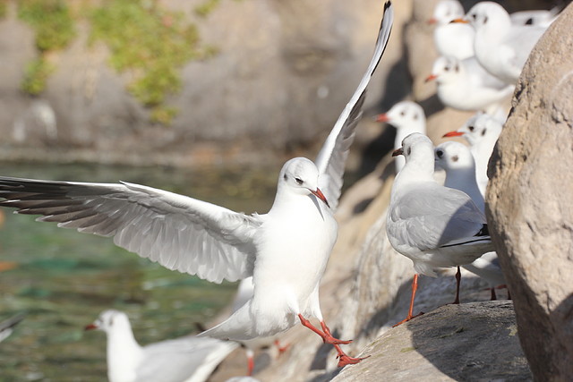 Zoo Barcelona 21-01-12 279