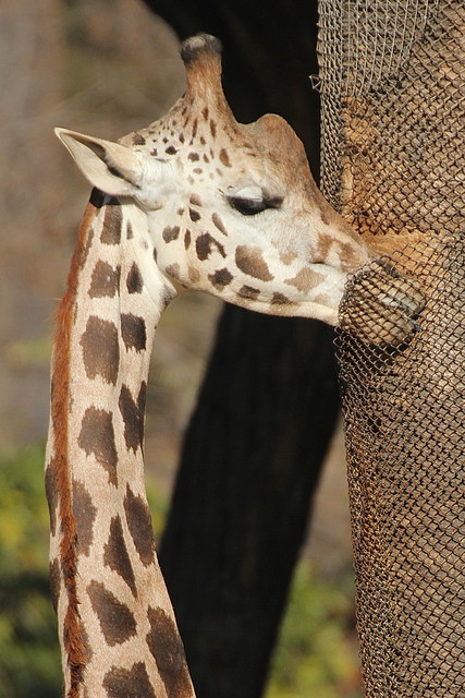 Zoo Barcelona 21-01-12 431 Zoo Barcelona 21-01-12 431