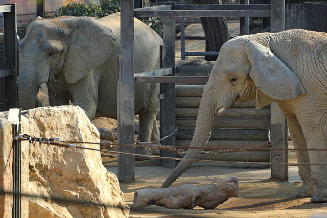 Zoo Barcelona 21-01-12 461 Zoo Barcelona 21-01-12 461