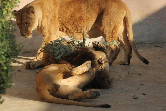 Zoo Barcelona 21-01-12 1081