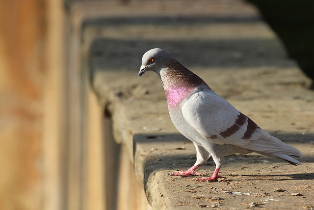 Zoo Barcelona 21-01-12 1125