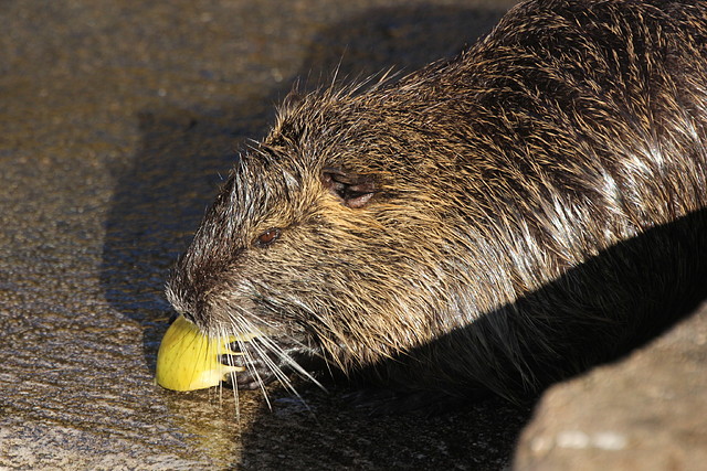 Zoo Barcelona 21-01-12 1157
