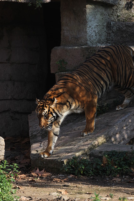 Zoo Barcelona 21-01-12 952 Zoo Barcelona 21-01-12 952