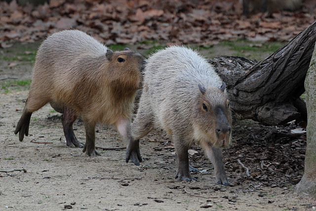 Zoo Barcelona 21-01-12 985 Zoo Barcelona 21-01-12 985
