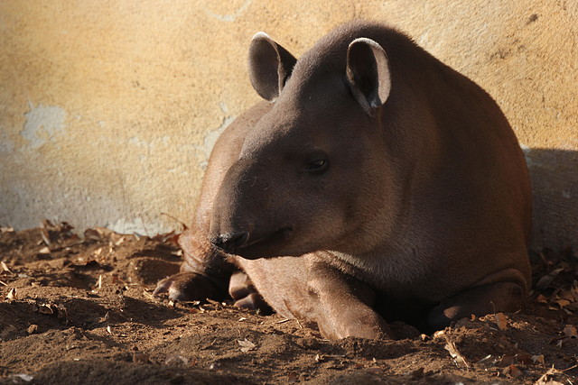 Zoo Barcelona 21-01-12 1106