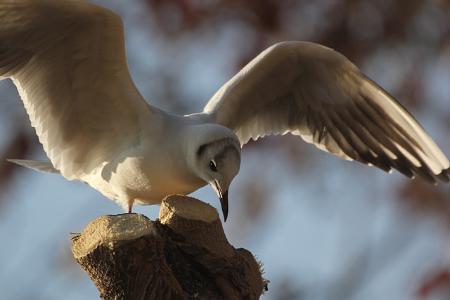 Zoo Barcelona 21-01-12 1129