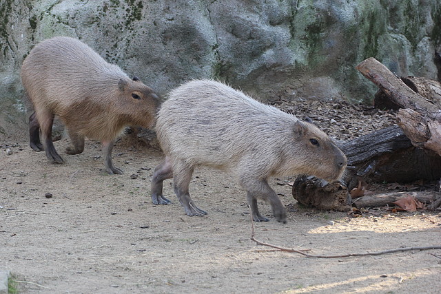 Zoo Barcelona 21-01-12 988 Zoo Barcelona 21-01-12 988