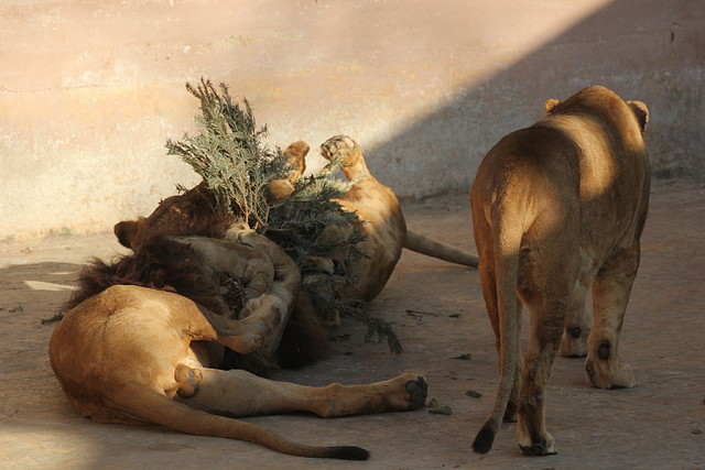 Zoo Barcelona 21-01-12 1079