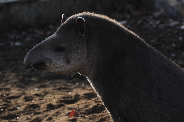 Zoo Barcelona 21-01-12 1099