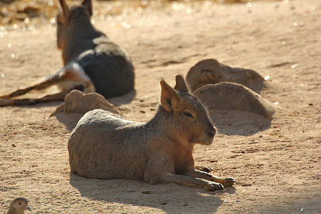 Zoo Barcelona 21-01-12 1100