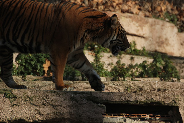 Zoo Barcelona 21-01-12 949 Zoo Barcelona 21-01-12 949