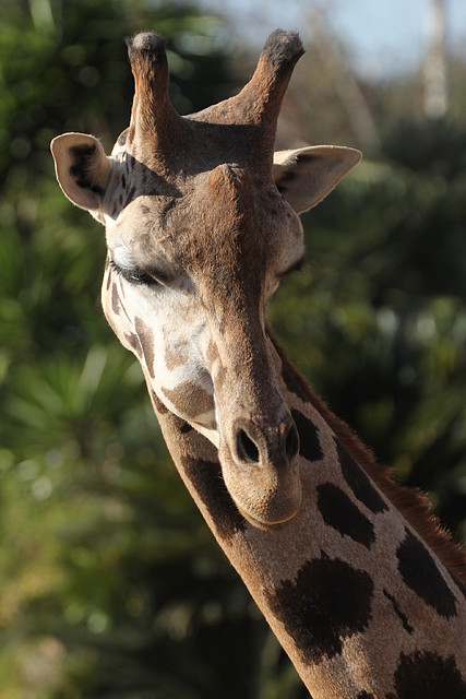 Zoo Barcelona 21-01-12 549 Zoo Barcelona 21-01-12 549