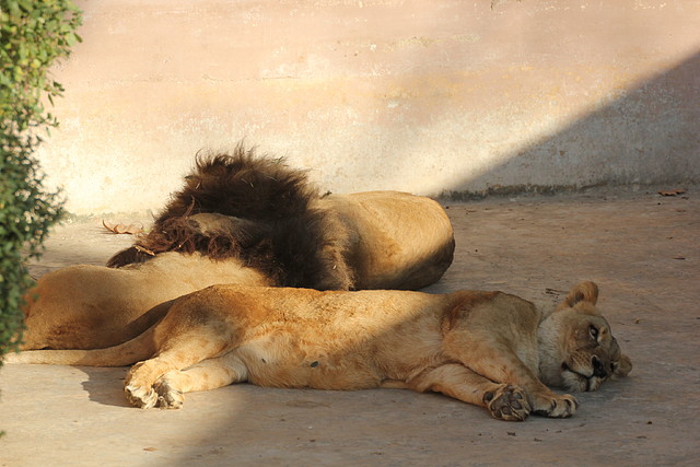 Zoo Barcelona 21-01-12 1087