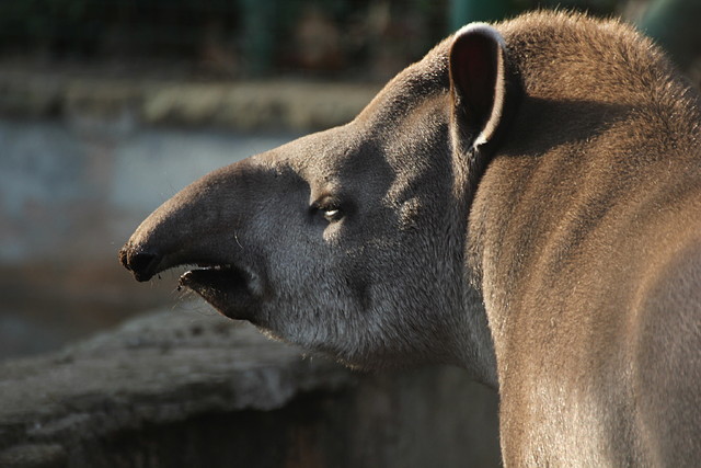 Zoo Barcelona 21-01-12 1112