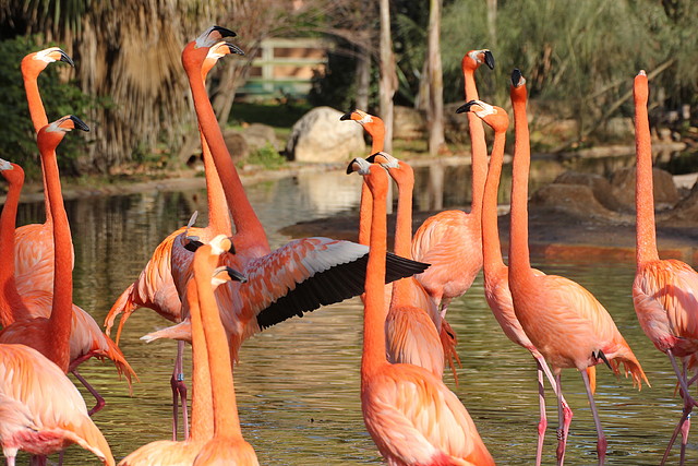 Zoo Barcelona 21-01-12 071