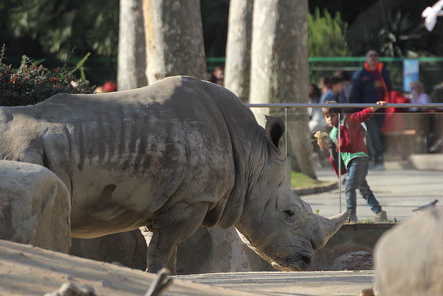 Zoo Barcelona 21-01-12 572 Zoo Barcelona 21-01-12 572