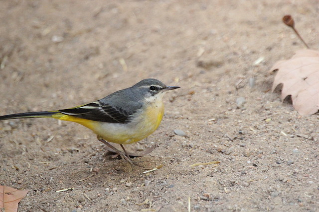 Zoo Barcelona 21-01-12 110
