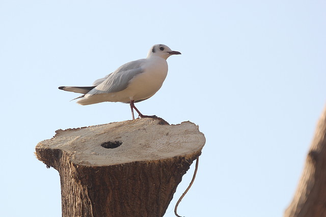 Zoo Barcelona 21-01-12 1115