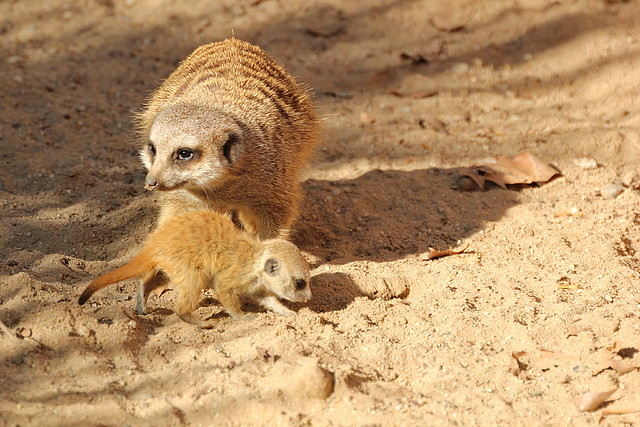 Zoo Barcelona 21-01-12 152