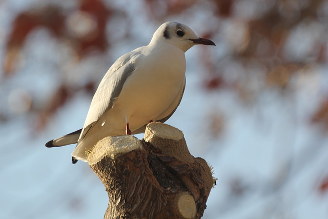 Zoo Barcelona 21-01-12 1131