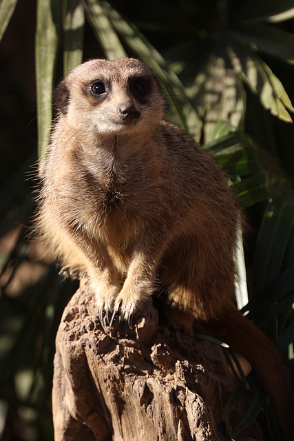 Zoo Barcelona 21-01-12 188