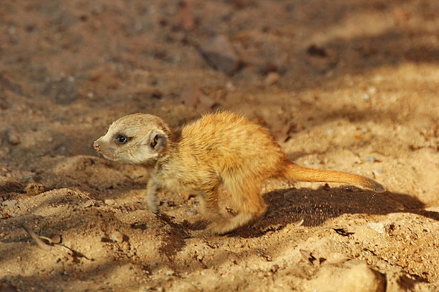 Zoo Barcelona 21-01-12 183