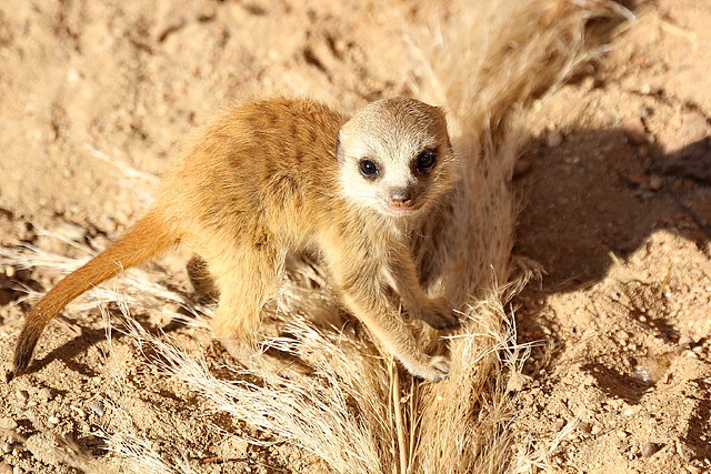 Zoo Barcelona 21-01-12 137