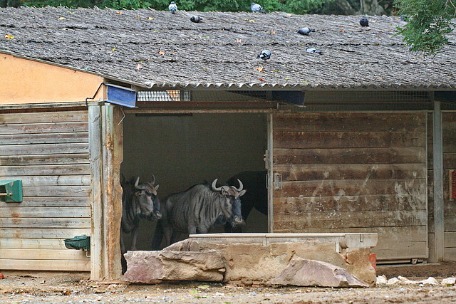 Zoo de Barcelona 13-10-10 006 Zoo de Barcelona 13-10-10 006