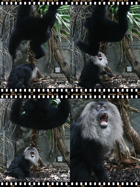 siamang_macaco siamang_macaco
