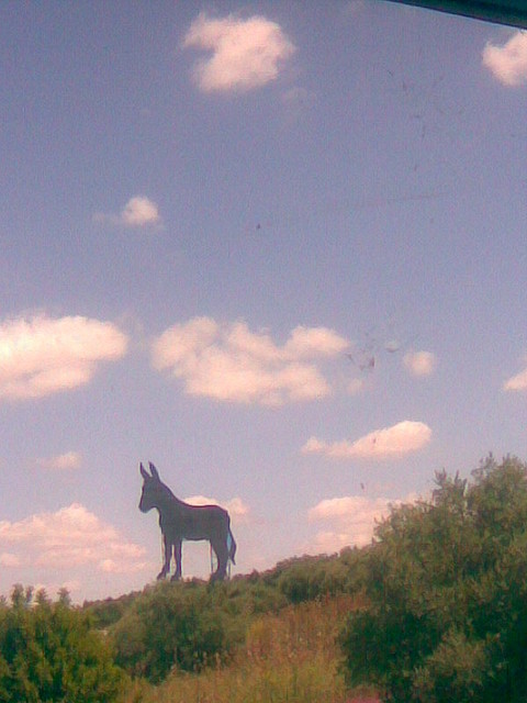 Burros