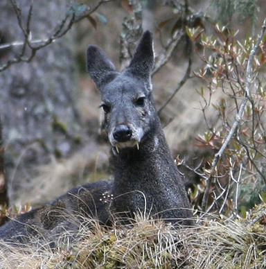 musk-deer-5