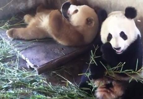 qinling panda 2 qinling panda 2