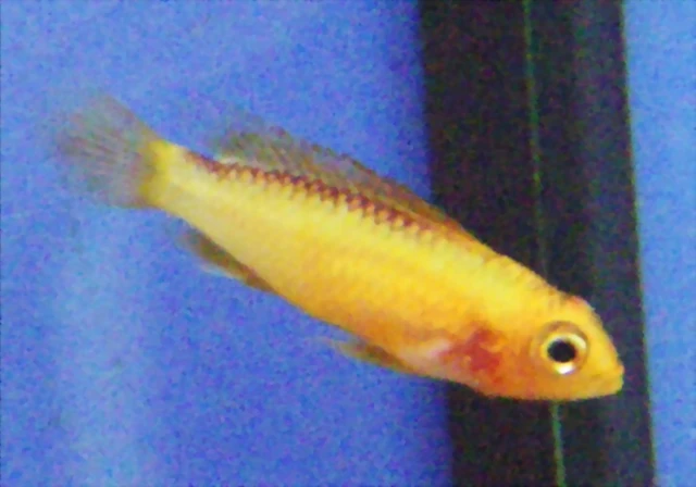 Apistogramma agassizii Apistogramma agassizii