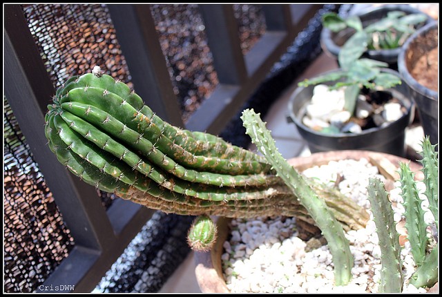 Cactus Floreciendo