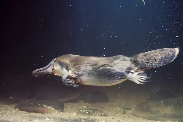 platypus2