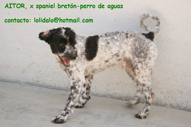 AITOR cruce perro de aguas- spaniel bretn