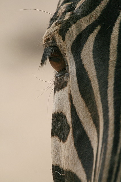 Zoo de Barcelona 474